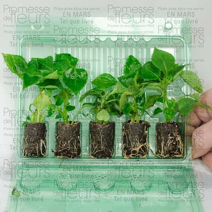 Example of Impatiens walleriana double saumon Mini-motte Ø 3/4 cm as you get