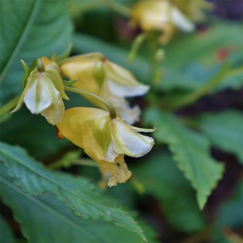 Impatiens omeiana Ice Storm - Impatiens vivace (Flowering)