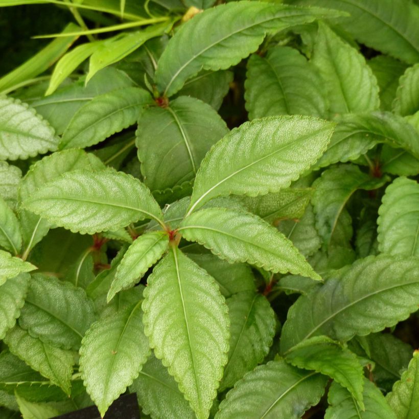 Impatiens omeiana Ice Storm - Impatiens vivace (Foliage)