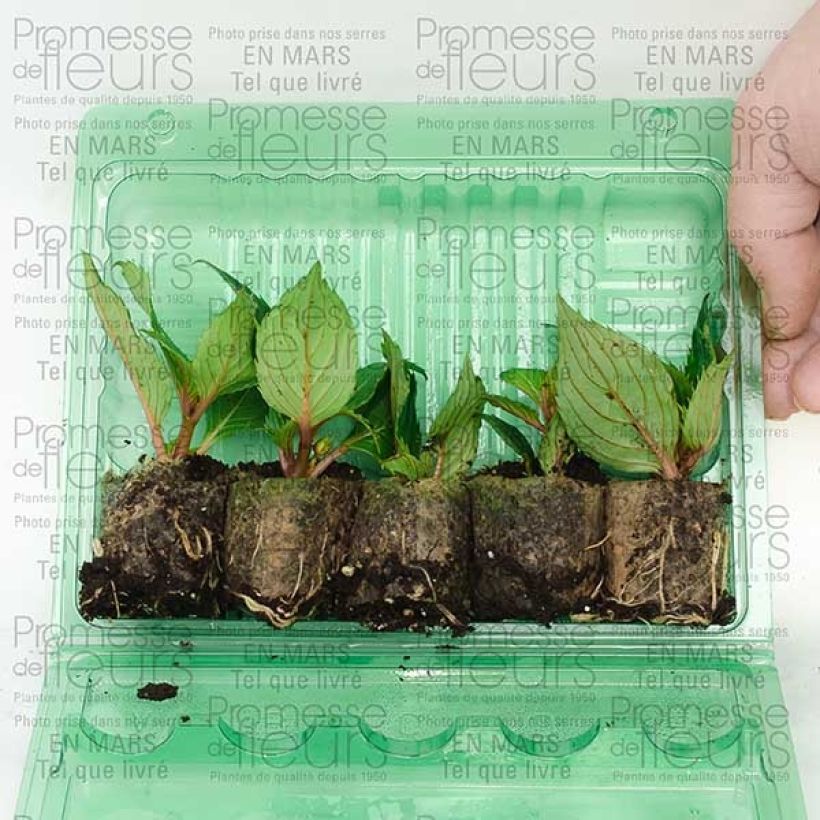Example of Impatiens SunPatiens Compact Hot Coral Mini-motte Ø 3/4 cm as you get