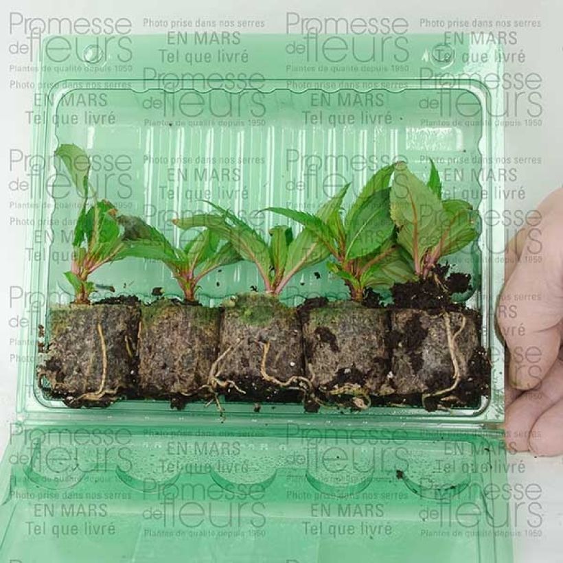 Example of Impatiens SunPatiens Compact Purple Mini-motte Ø 3/4 cm as you get