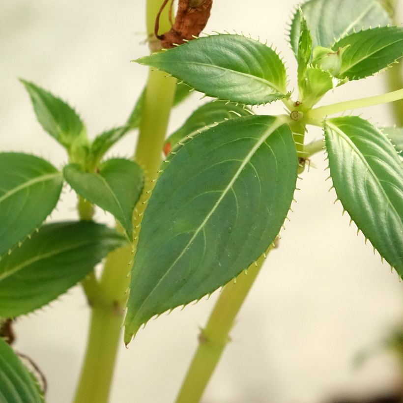 Impatiens SunPatiens Vigorous Clear White Mini-mottes (Foliage)