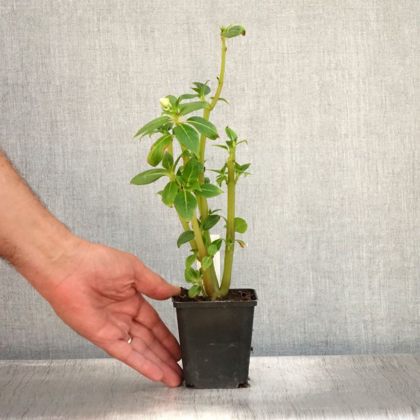 Example of Impatiens SunPatiens Vigorous Clear White Mini-mottes Godet de 8/9 cm as you get in ete