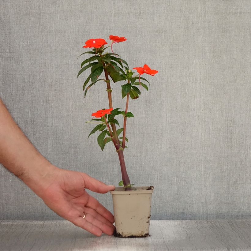 Example of Impatiens SunPatiens Vigorous Orange Mini-mottes Godet de 8/9 cm as you get in ete
