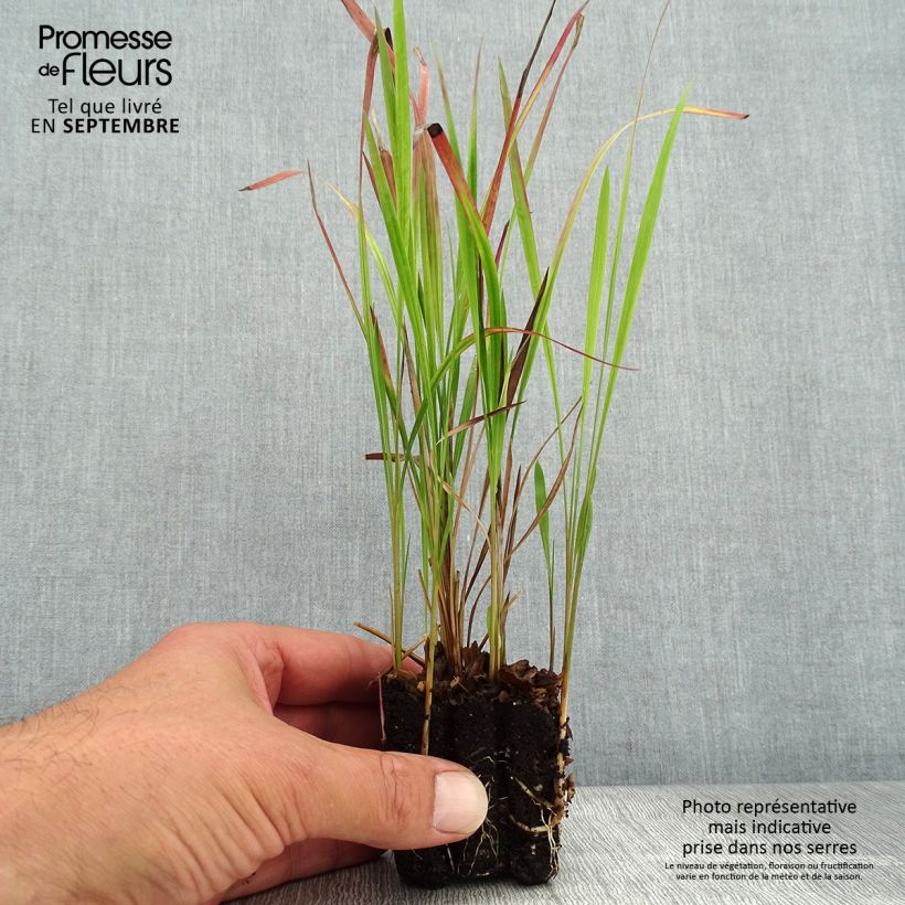 Example of Imperata cylindrica Red Baron Mini-motte Ø 3/4 cm as you get in automne
