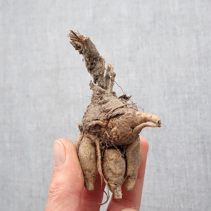 Example of Incarvillea Delavayi Bulbe size I as you get in printemps