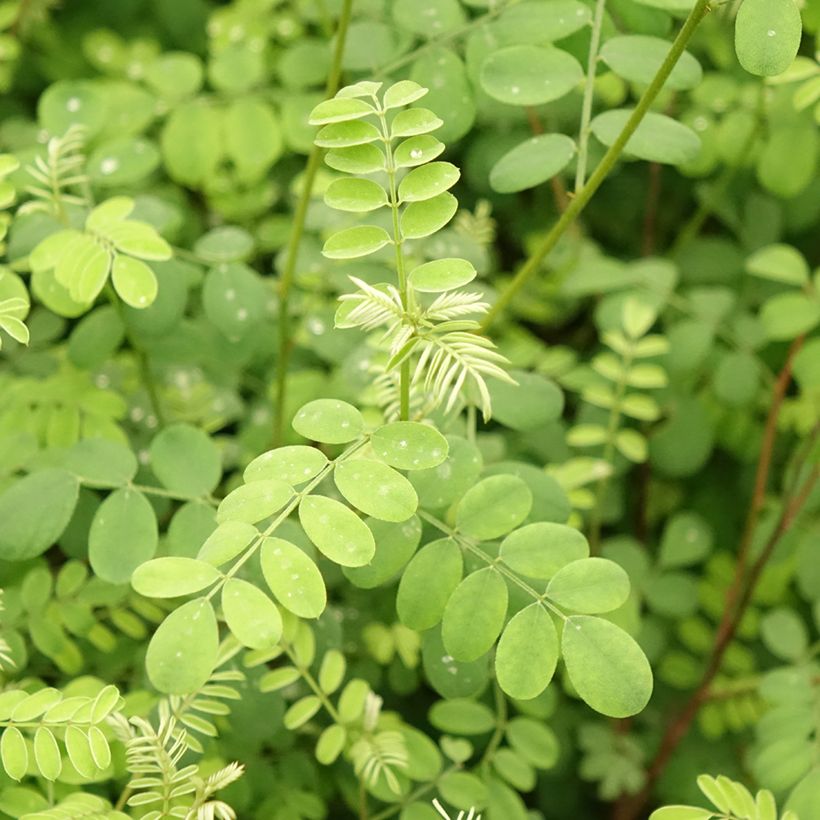 Indigofera heterantha (gerardiana) - Indigotier rose (Foliage)