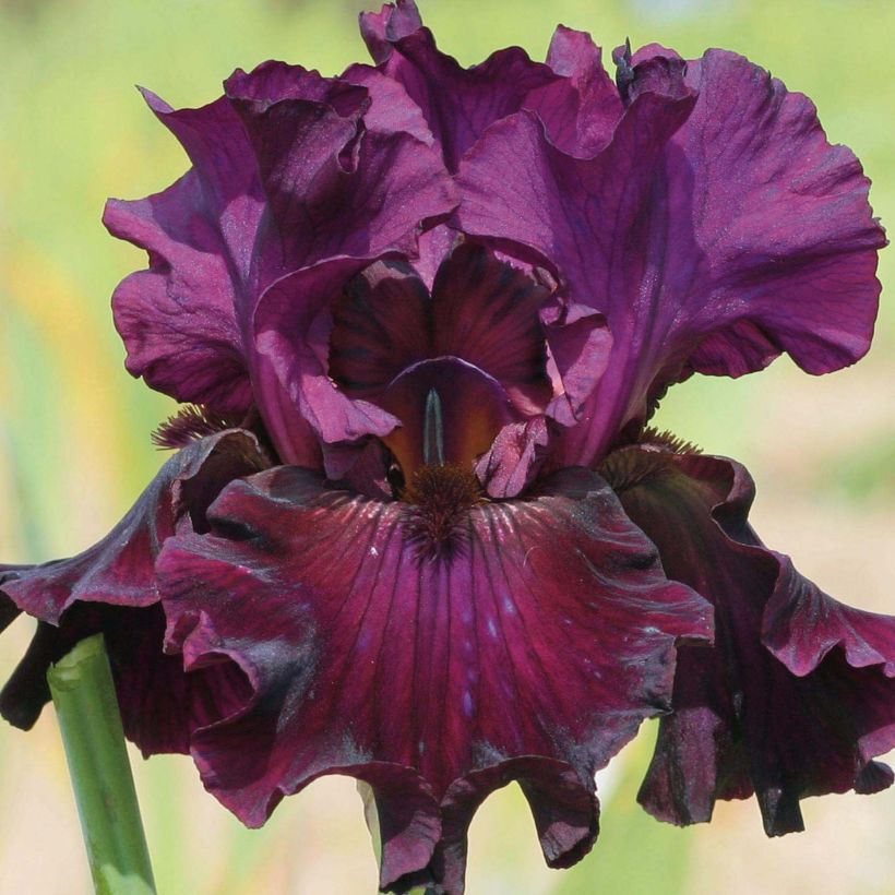 Iris germanica Raspberry Wine (Flowering)