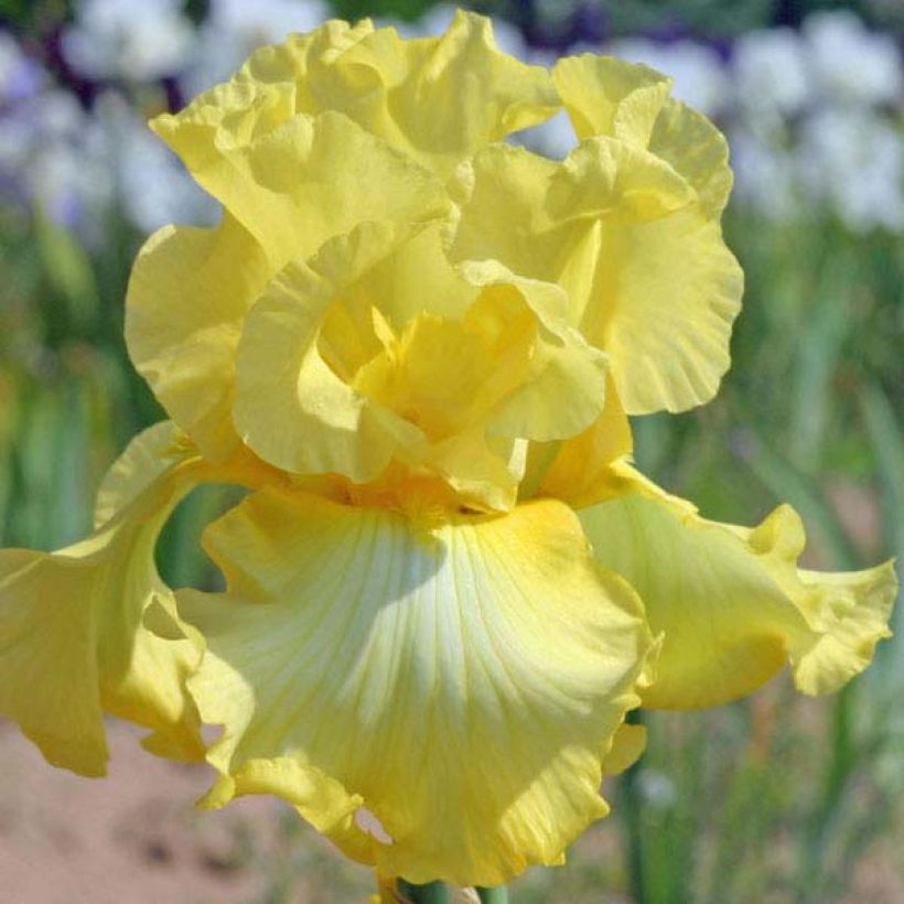 Iris germanica Rising Moon (Flowering)