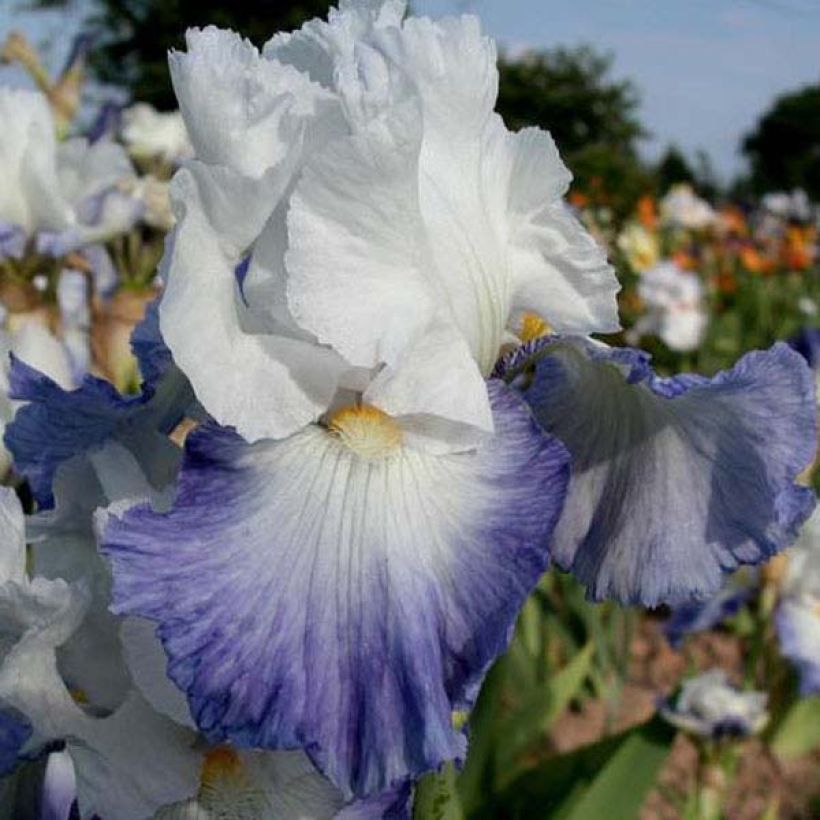 Iris germanica Alizes - Iris des Jardins (Flowering)