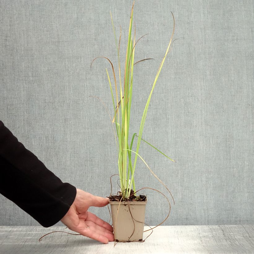 Example of Iris bulleyana Godet de 8/9 cm as you get in automne