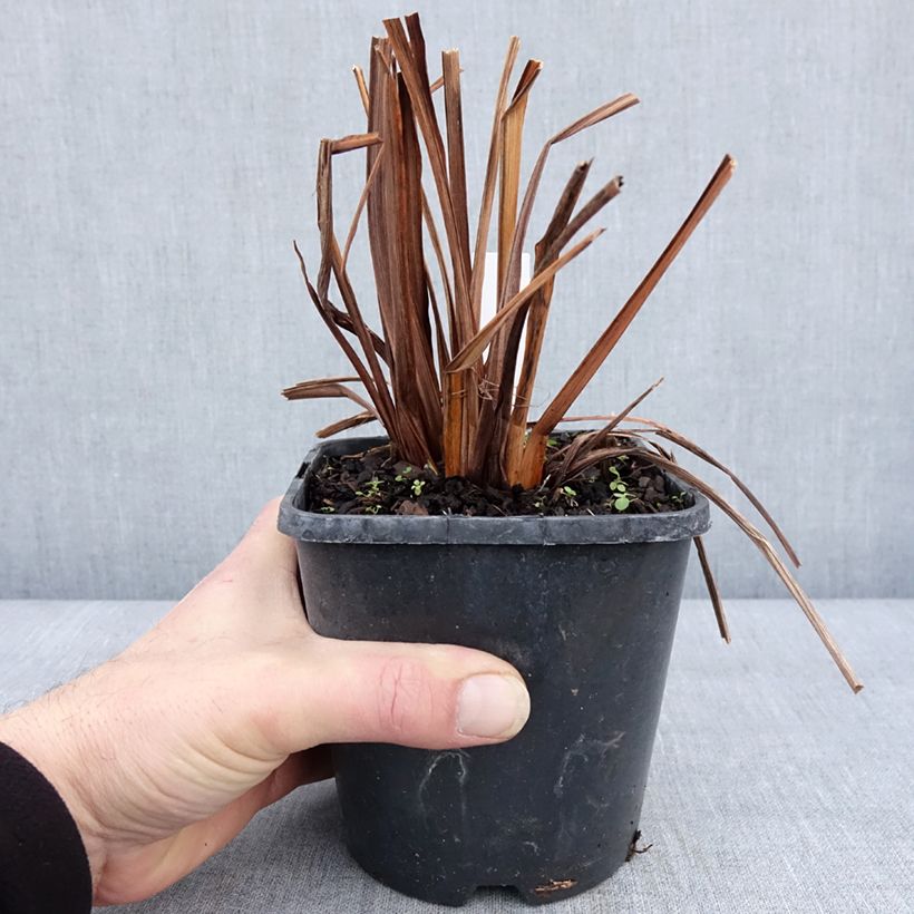 Example of Iris de Sibérie - Iris sibirica Double Standard Pot de 1,5L/2L as you get in hiver