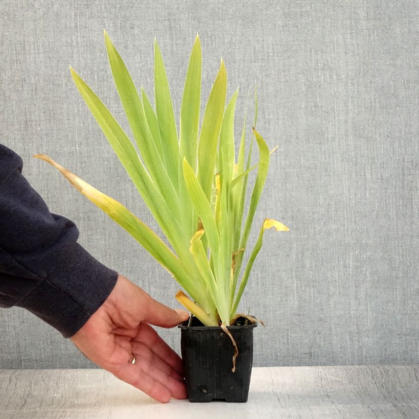 Example of Iris domestica - Belamcanda chinensis - Iris tigré  Godet de 8/9 cm as you get in ete
