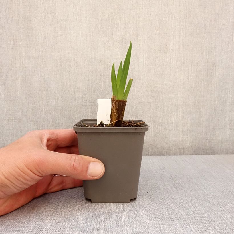 Example of Iris du Japon - Iris ensata Amethyst Godet de 8/9 cm as you get in printemps