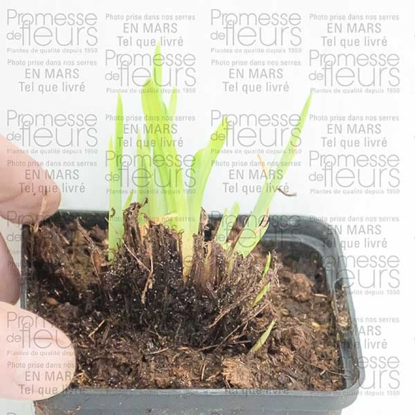 Example of Iris du Japon - Iris ensata Crystal Halo Godet de 8/9 cm as you get