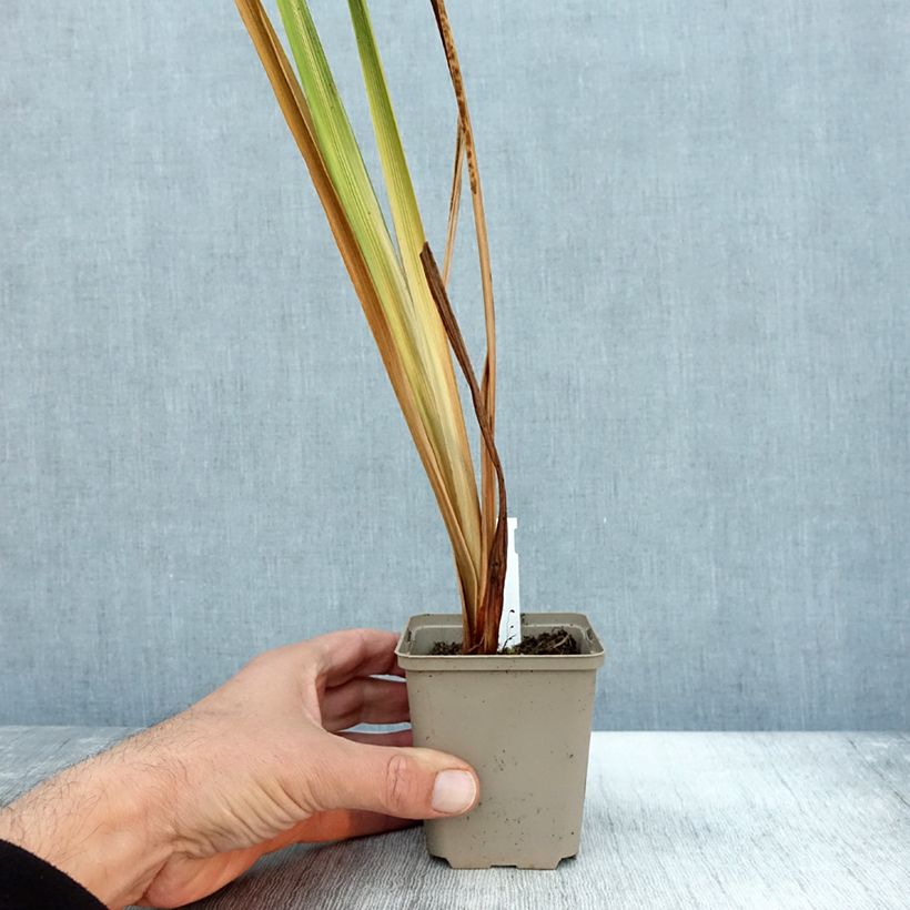 Example of Iris du Japon - Iris ensata Diamant Godet de 8/9 cm as you get in automne