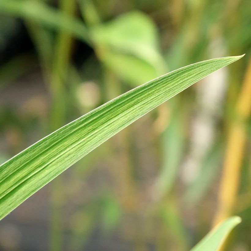 Iris du Japon - Iris ensata Dinner Plate Blueberry Pie (Foliage)