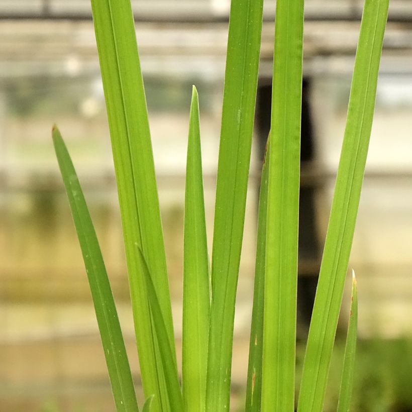 Iris du Japon - Iris ensata Dinner plate Cheese Cake (Foliage)