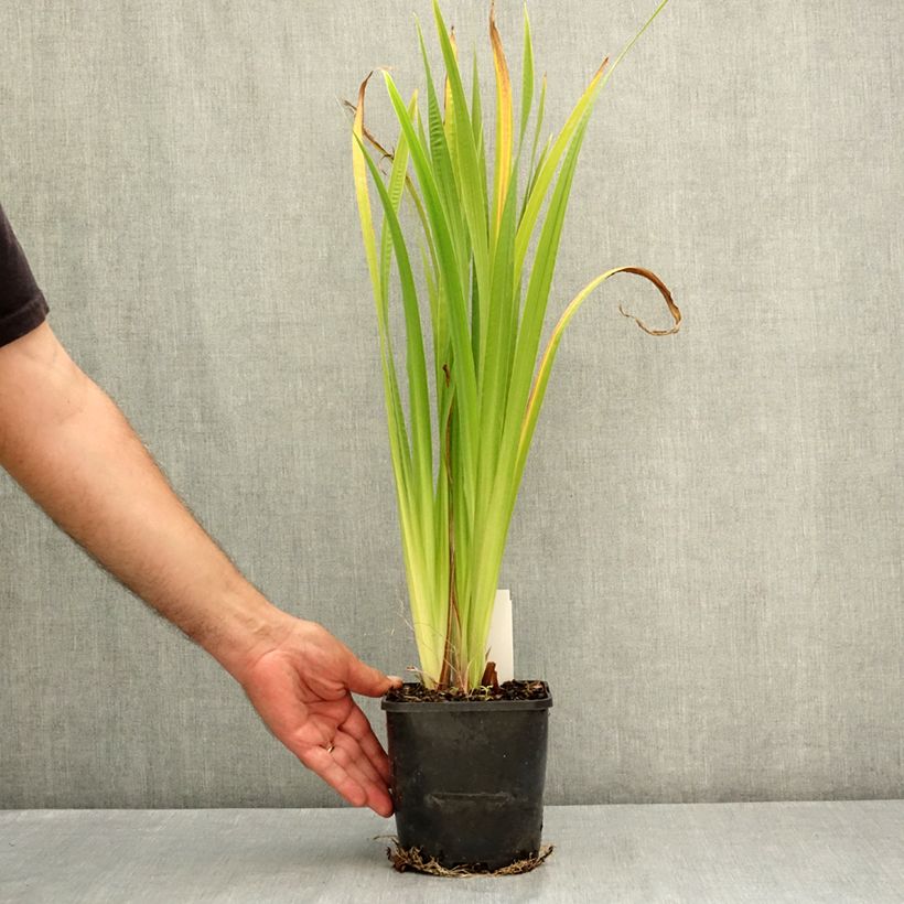 Example of Iris du Japon - Iris ensata Dinner Plate Cupcake Pot de 2L/3L as you get in ete