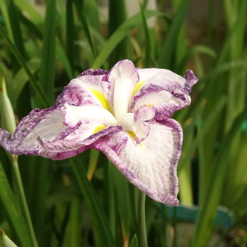 Iris du Japon - Iris ensata Dinner Plate Tiramisu (Flowering)