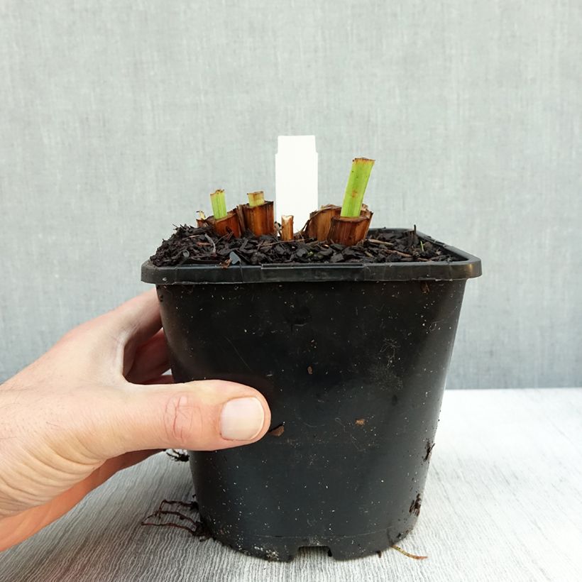 Example of Iris du Japon - Iris ensata Dinner Plate Tub Tim Grob Pot de 2L/3L as you get in automne