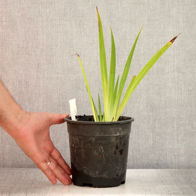 Example of Iris du Japon - Iris ensata Harlequinesque Pot de 2L/3L as you get in ete