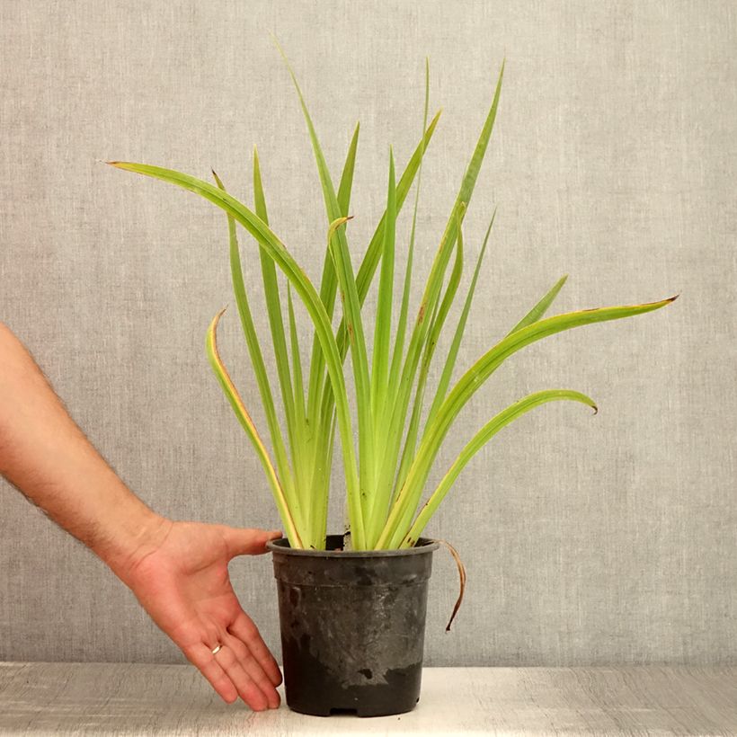 Example of Iris du Japon - Iris ensata Sugar Dome Pot de 2L/3L as you get in ete