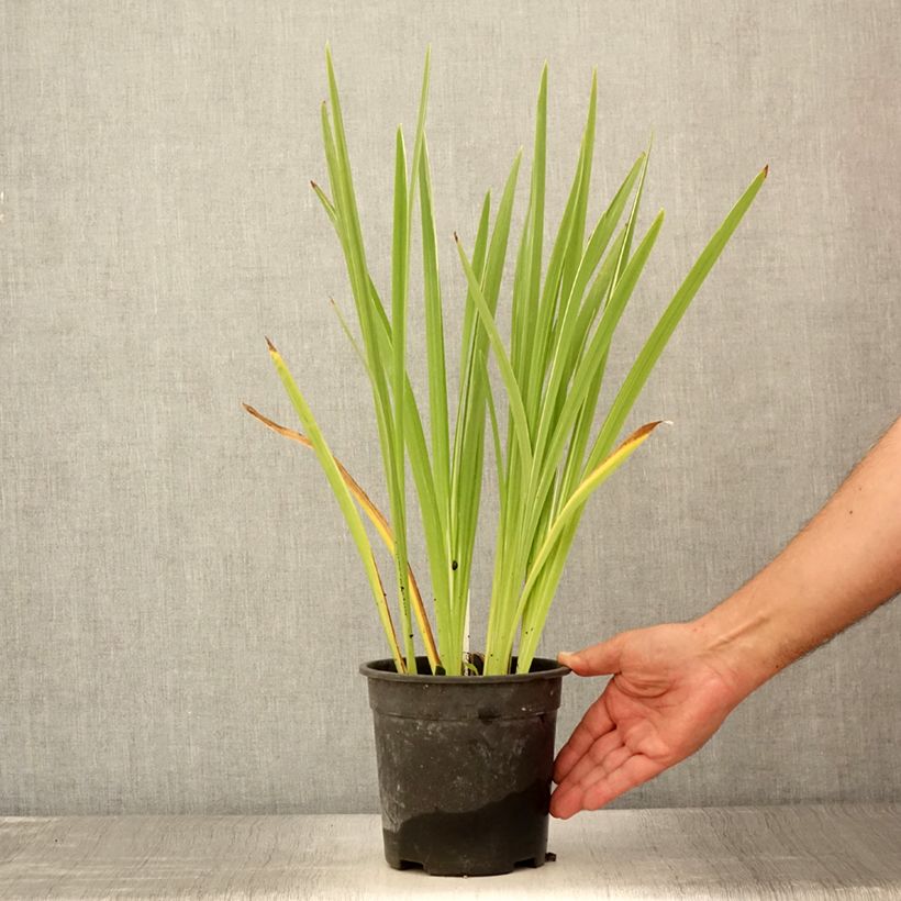 Example of Iris du Japon - Iris ensata Variegata Pot de 2L/3L as you get in ete