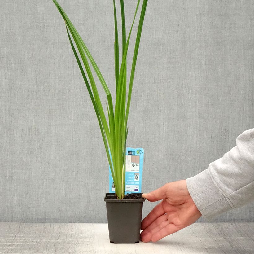Example of Iris du Japon - Iris ensata White Ladies Godet de 8/9 cm as you get in ete
