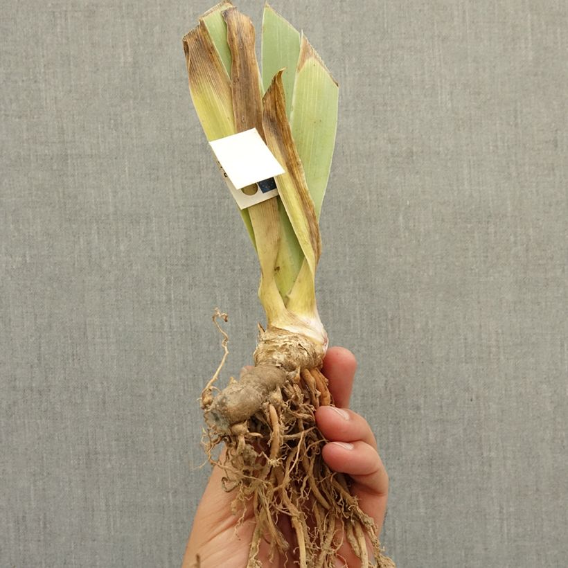 Example of Iris germanica Banded Tiger - Iris des Jardins Lilliput Rhizome as you get in hiver