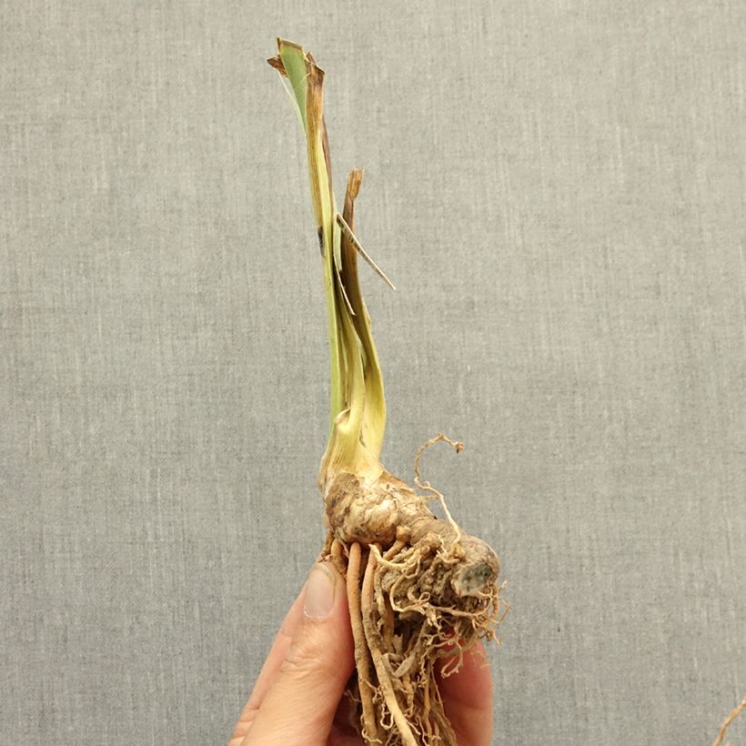 Example of Iris germanica Be My Angel - Iris des Jardins Lilliput Rhizome as you get in hiver