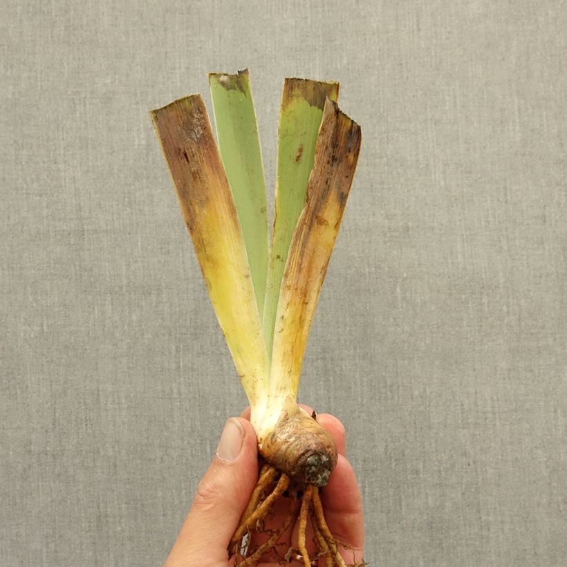 Example of Iris germanica Bel Azur - Iris des Jardins intermédiaire Rhizome as you get in hiver