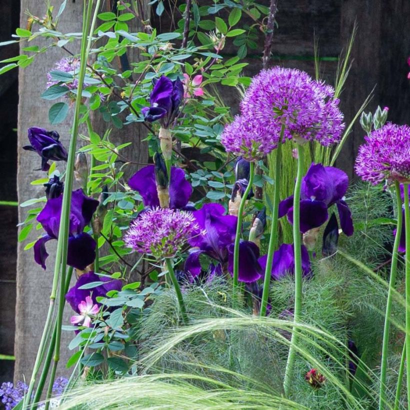 Iris germanica Black Knight - Iris des jardins (Flowering)
