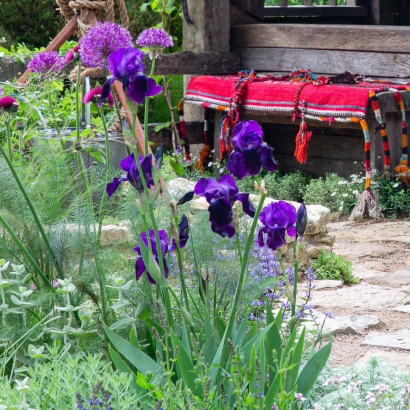 Iris germanica Black Knight - Iris des jardins (Plant habit)
