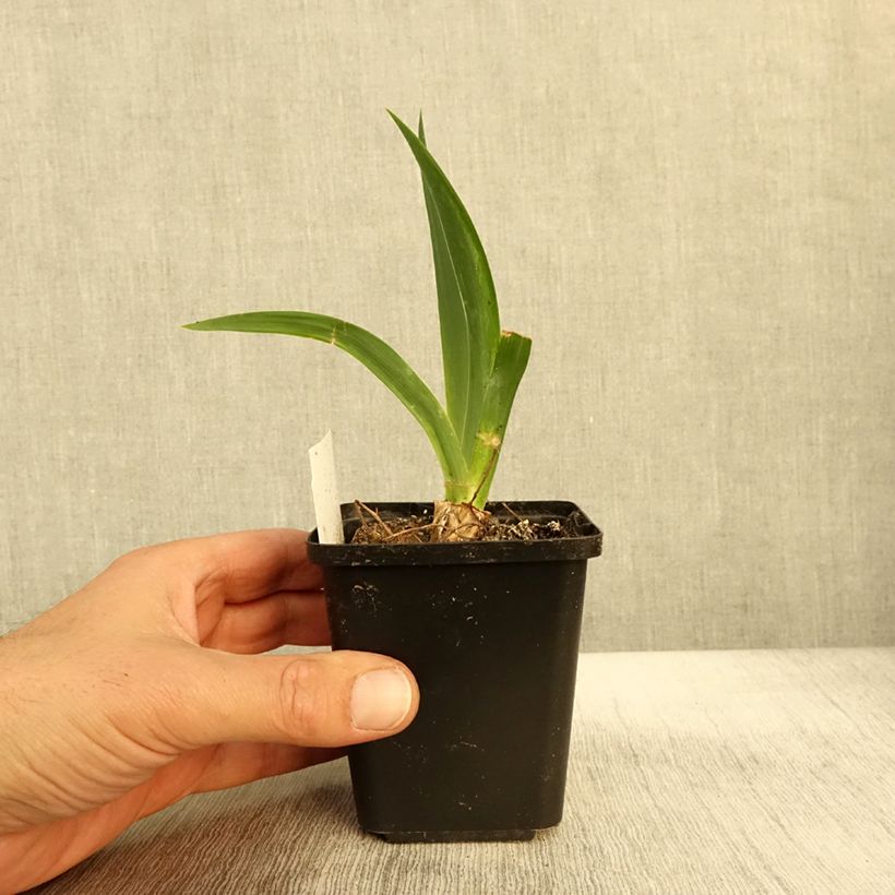Example of Iris germanica Black Knight - Iris des jardins Godet de 8/9 cm as you get in automne