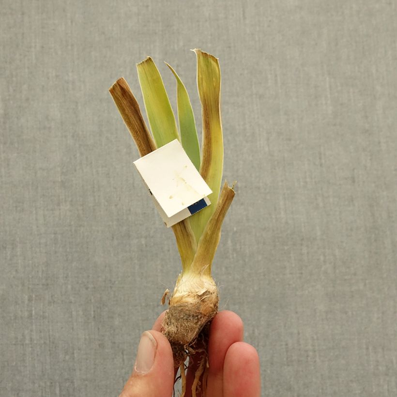Example of Iris germanica Blissful - Iris des Jardins Lilliput Rhizome as you get in hiver