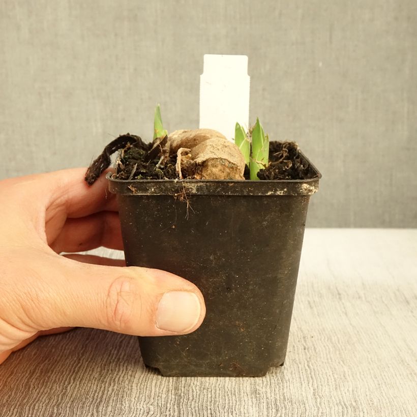 Example of Iris germanica Blue Crusader Godet de 8/9 cm as you get in automne