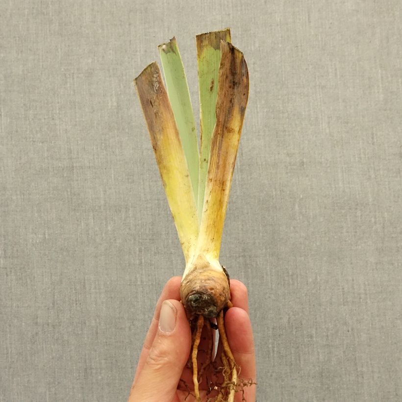 Example of Iris germanica Brilliant Disguise - Grand Iris des Jardins Rhizome as you get in hiver