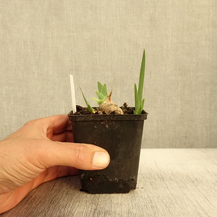 Example of Iris germanica Burnt Toffee Godet de 8/9 cm as you get in automne