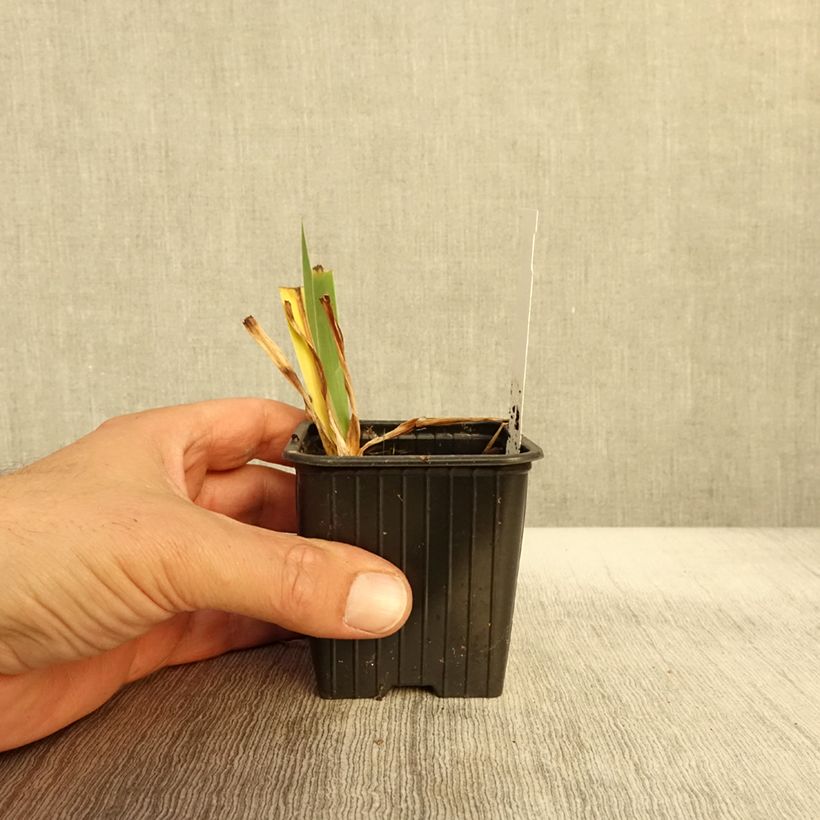 Example of Iris germanica Candy Apple - Iris Lilliput ou nain  Godet de 8/9 cm as you get in automne