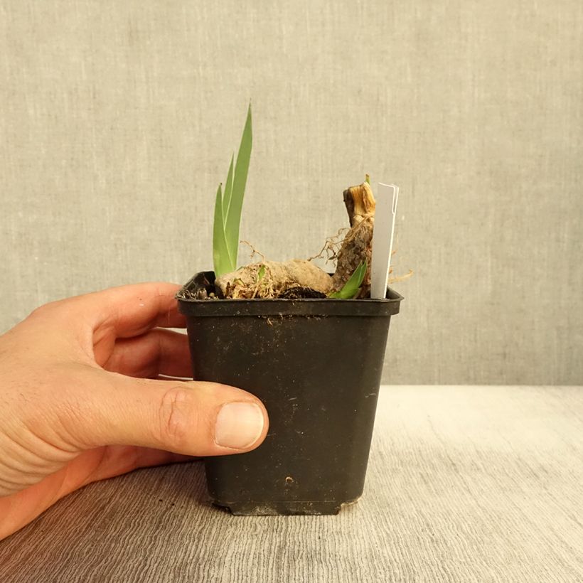 Example of Iris germanica Crimson Tiger - Iris des Jardins Godet de 8/9 cm as you get in automne