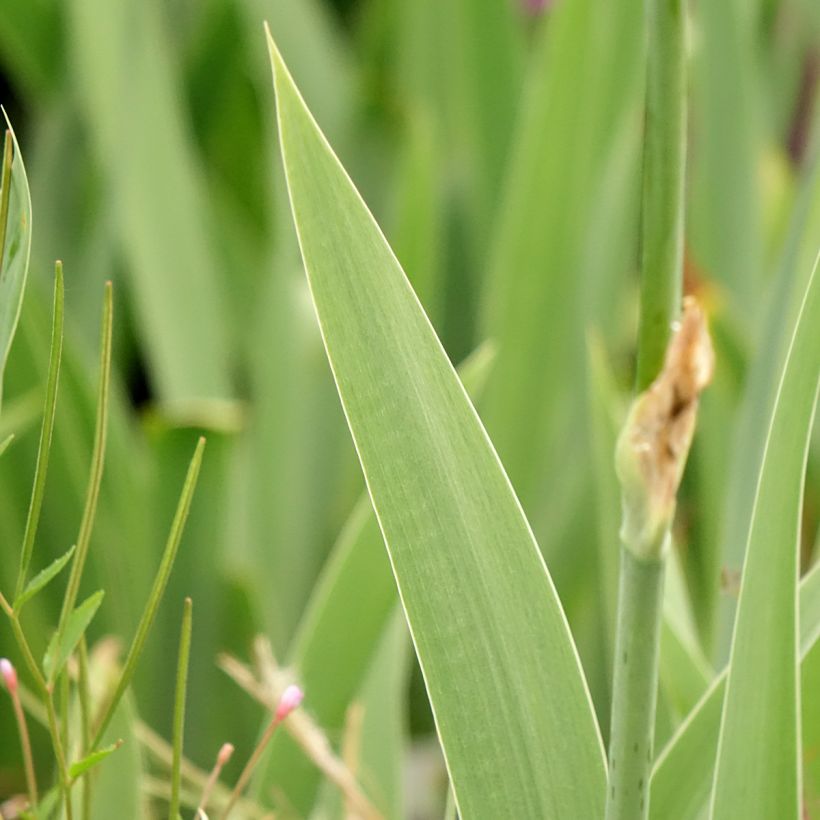 Iris germanica Cutie - Iris des jardins intermédiaire (Foliage)