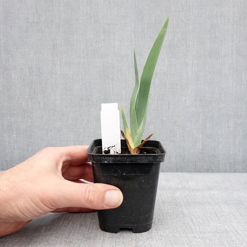 Example of Iris germanica Dame de Coeur Godet de 8/9 cm as you get in hiver