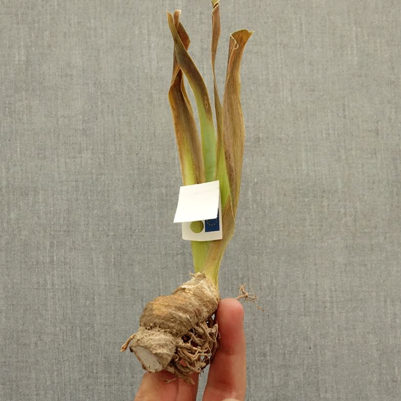 Example of Iris germanica Dazzle Me - Iris des Jardins Lilliput Rhizome as you get in hiver