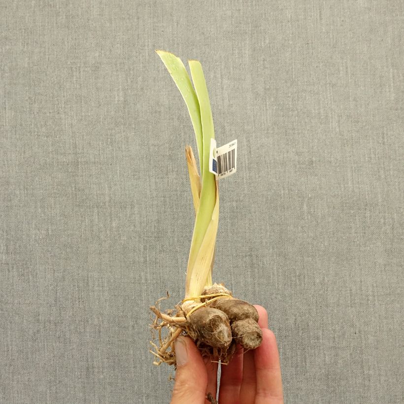 Example of Iris germanica Dazzling - Iris des Jardins intermédiaire Rhizome as you get in hiver