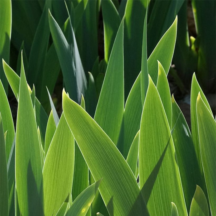 Iris germanica Deep Dark Secret - Grand Iris des Jardins (Foliage)