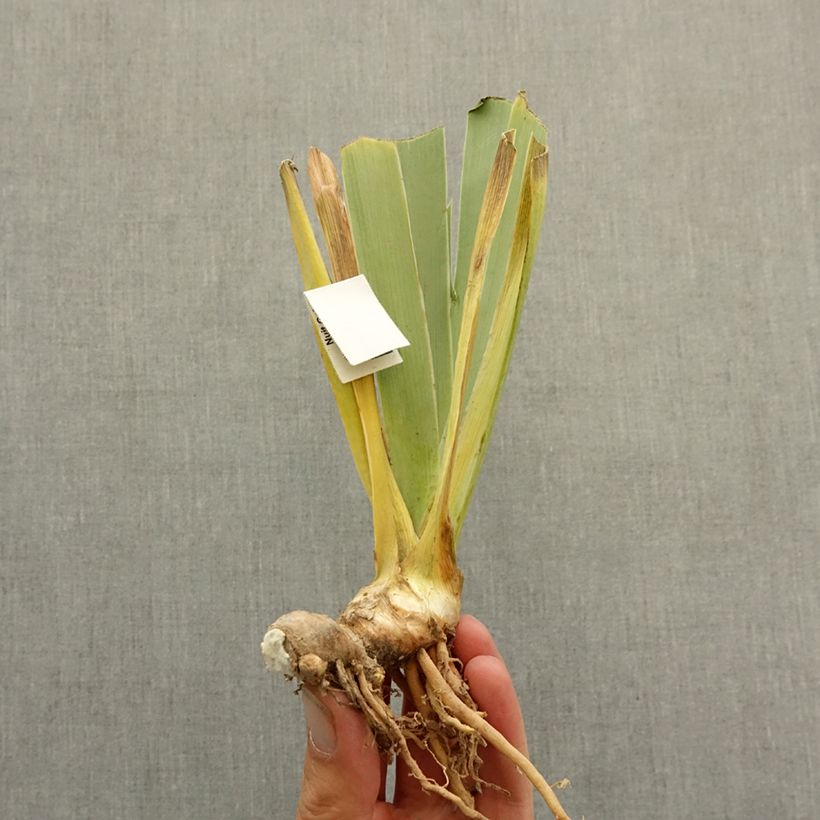 Example of Iris germanica Delta Blues Rhizome as you get in hiver