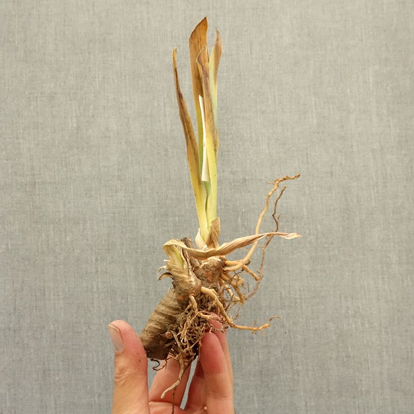 Example of Iris germanica Dracula's Kiss - Iris des jardins Rhizome as you get in hiver