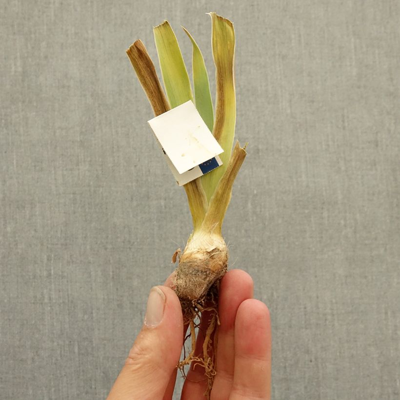 Example of Iris germanica Échassier - Grand Iris des Jardins Rhizome as you get in hiver