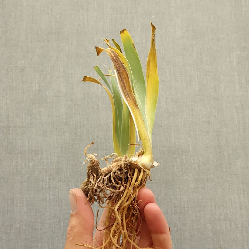 Example of Iris germanica Eclat de Nuit - Grand Iris des Jardins Rhizome as you get in hiver